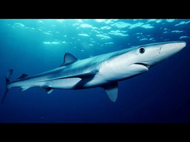 Facts: The Blue Shark