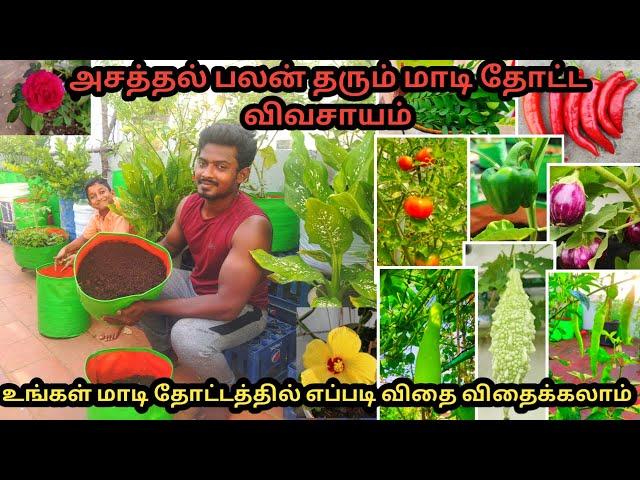 மாடி தோட்டம் எப்படி விதை விதைப்பது  || RK PATTARAI Garden TouR || Maadi Thottam || Terrace Garden