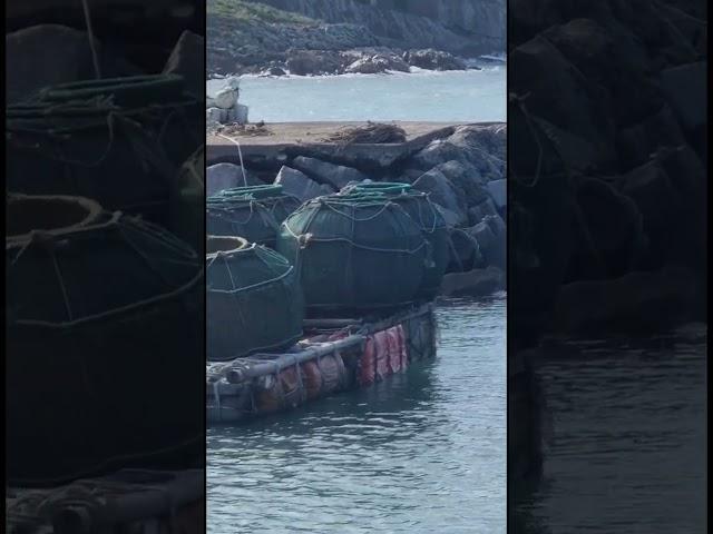 여수시 삼산면 초도대동리 예미마을의 "문어단지"