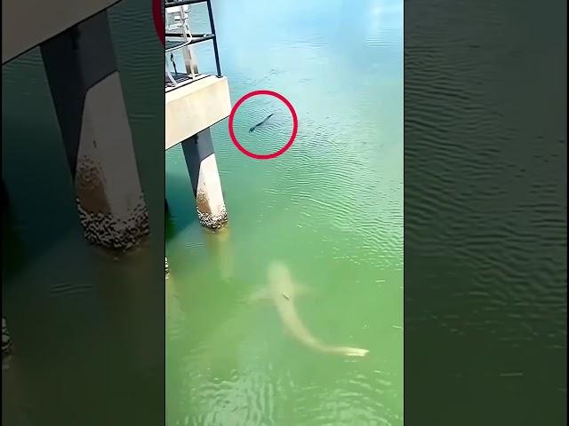 Shark vs Alligator - Vía thedailygator