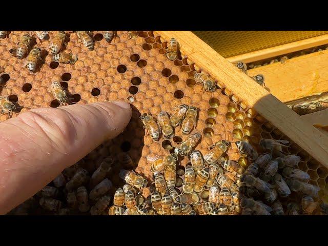 Pushing & Reflecting - (Building a Bee Business #60)