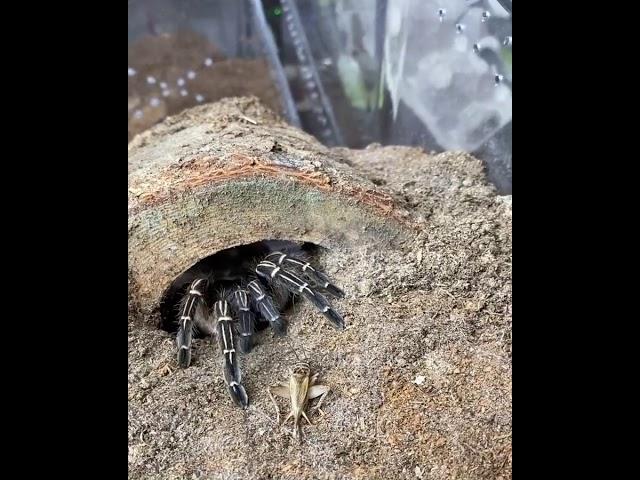 Costa Rican Zebra Tarantula eating (Aphonopelma seemanni)