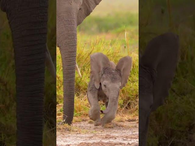 The Unsteady Steps of a Baby Elephant