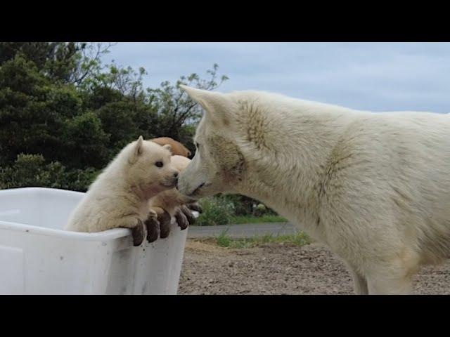 What will happen if we rescue puppies of wild dogs from drowning in waterways