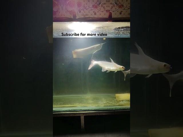 feed E shrimp to arowana #Shuvam aqua #monsterfish