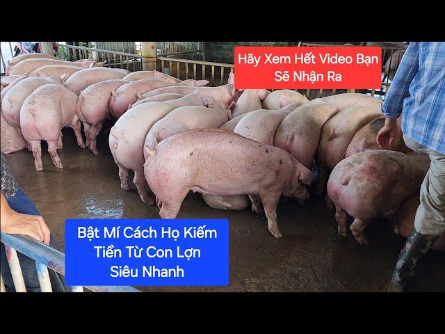 Tại Sao ? Nghề Nuôi Lợn Luôn Phát Triển | Khởi Nghiệp TV