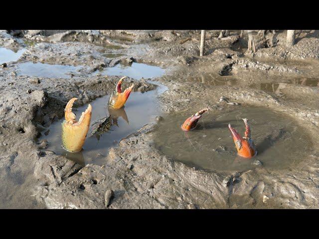 Catching Huge Mud Crabs In Swamp after Water Low Tide