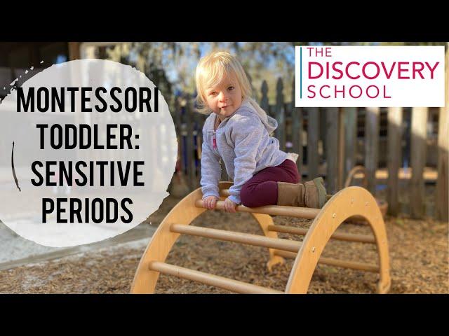 Montessori Toddler: Sensitive Periods