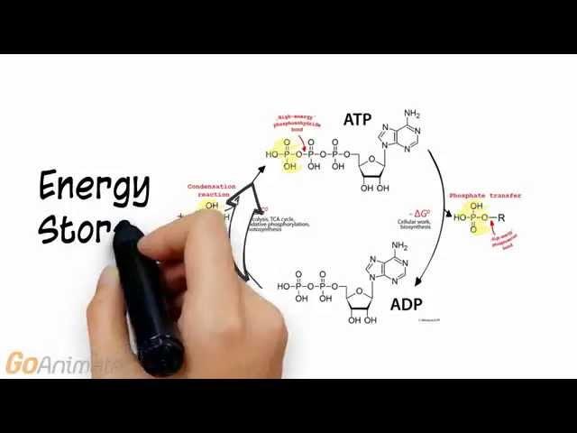 ATP Phosphocreatine System Overview (V2.0)