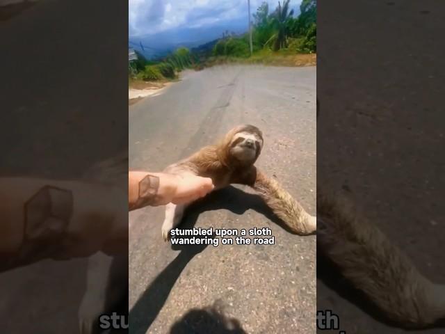 Touching Moment: Sloth Mother Expresses Gratitude to Rescuer!#animals #foryou #shortvideo #shorts