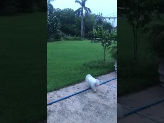 My Chanel ️ green avenue Vasant Kunj