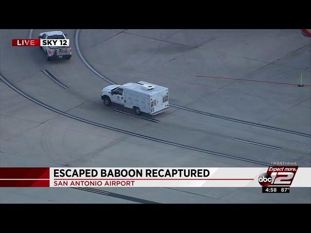 Monkey captured after escaping at San Antonio airport