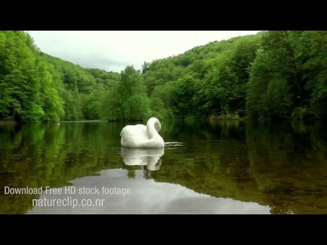 Swan Lake CC-BY NatureClip (FREE stock footage)