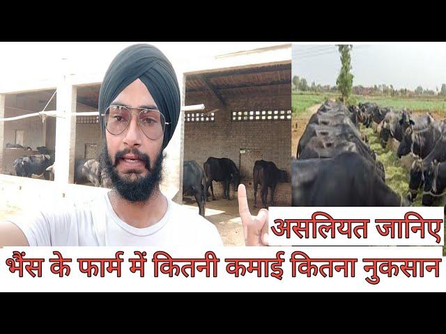 भैंस के फार्म में कितनी कमाई, नुकसान है।buffalo farm business ।profit,loss, investment buffalo farm।