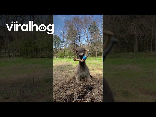 Donkey Goes Crazy for Peg-Legged Pirate Chicken || ViralHog