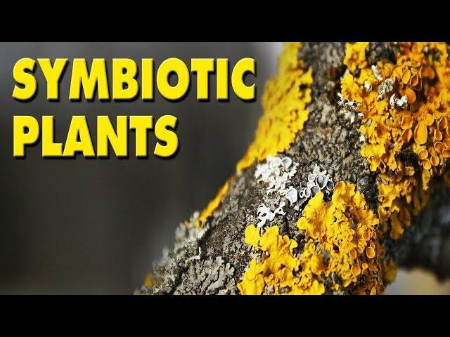 Symbiotic Plants I Mutualism | Commensalism | Parasitism | Home Revise