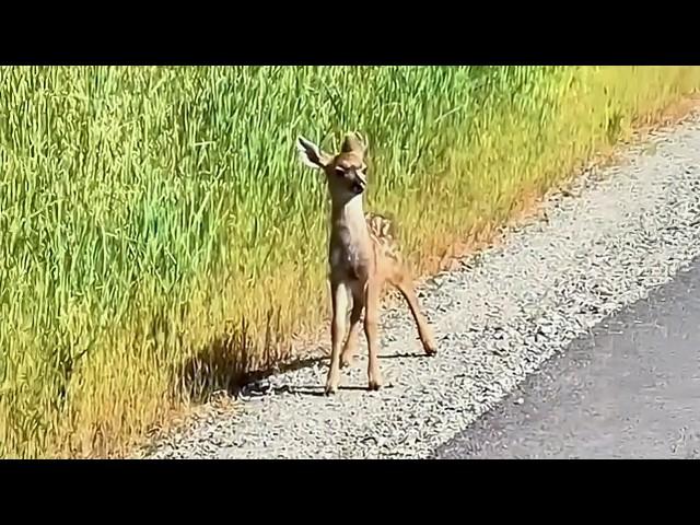 Man saves motherless baby deer in the woods, but when he gets home he is shocked