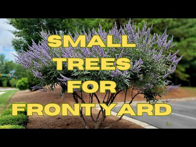 10 BEST All Season Small Trees For Front Yard | Low Maintenance Dwarf Trees for Landscaping