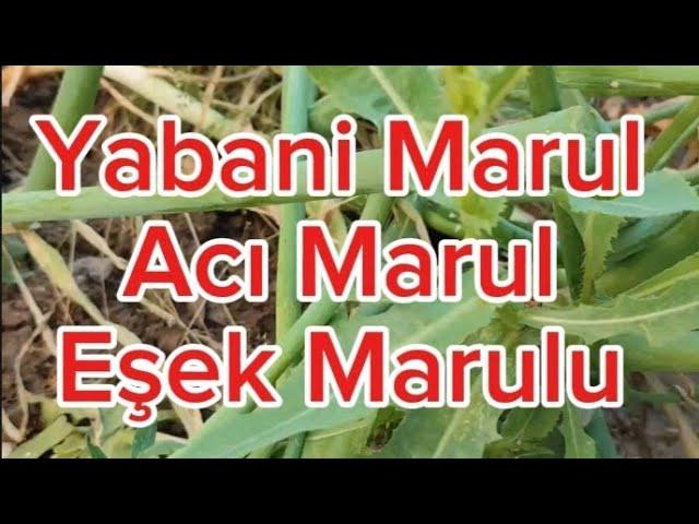 Yabani Marul