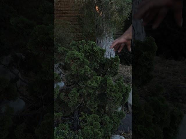 Кипарисовик тупой Нана