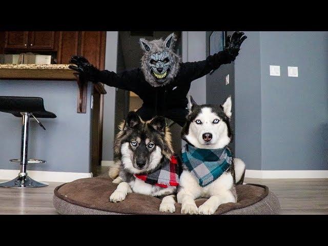 Scary Werewolf Prank On My Huskies!