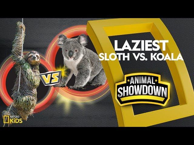 Sloth vs. Koala: Battle for the Laziest | Animal Showdown
