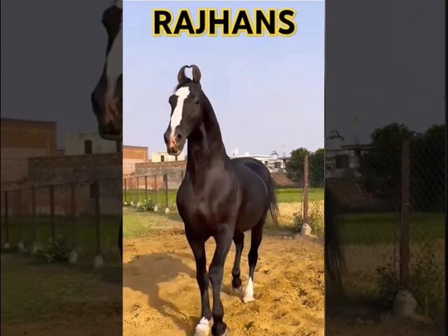 #shorts Marwari horse stallion Rajhansji studfarm #marwarihorse #viral #horse #trending #yt #anime