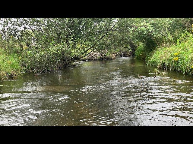 Michigan Trout Fishing - Wading a Creek and Catching Wild Trout