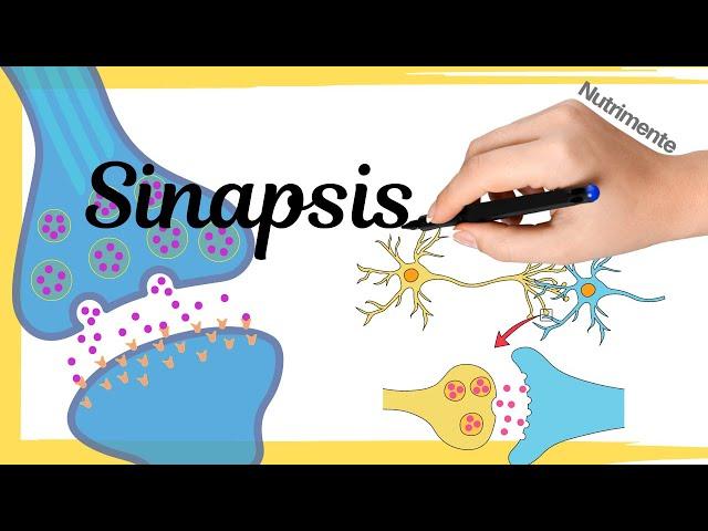 La SINAPSIS  [Transmisión de información entre neuronas]