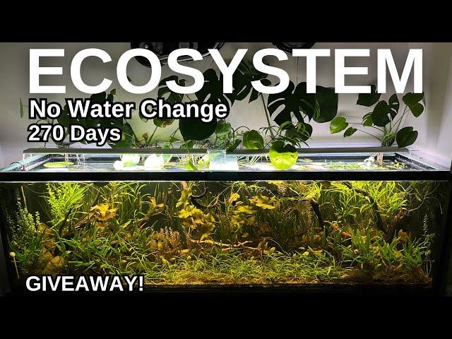 Indoor Freshwater Ecosystem - 270th Day Update