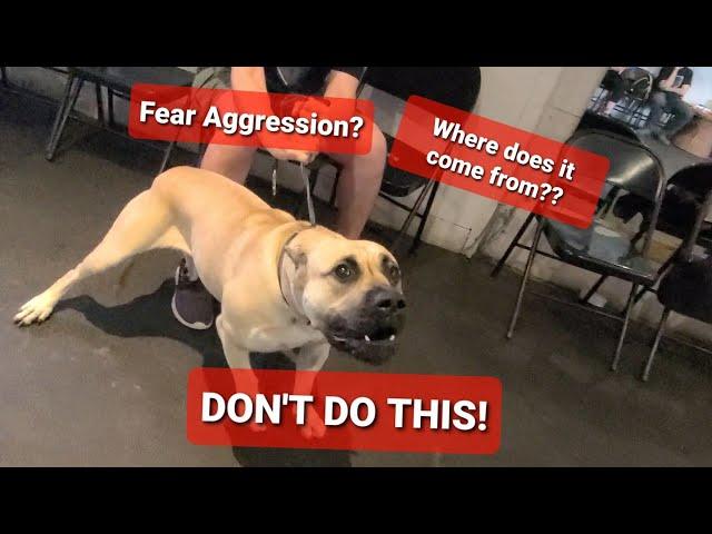 Understanding FEAR AGGRESSION with a Presa - Real Dog Training # 9