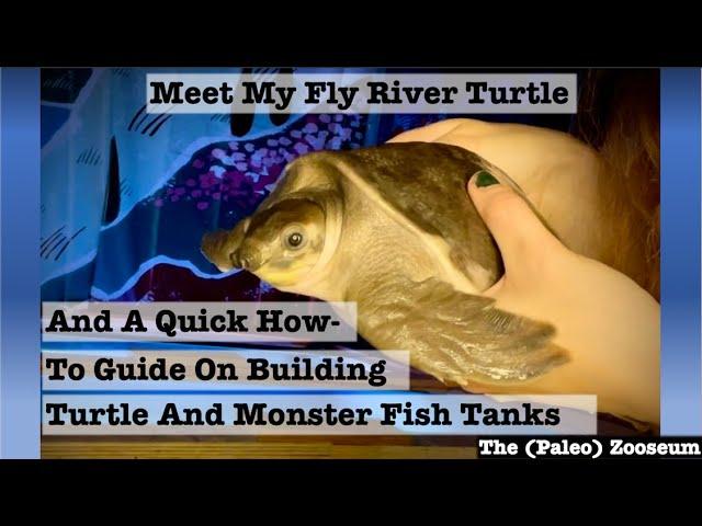 Meet My Fly River Turtle