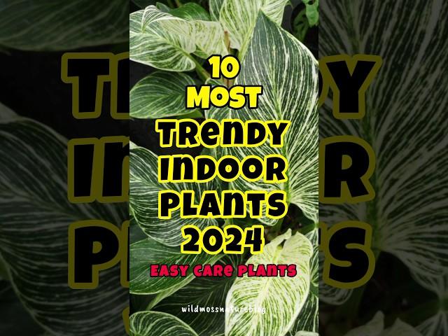 Most trendy indoor plants in 2024 / easy care houseplants #short #houseplants #love #trend