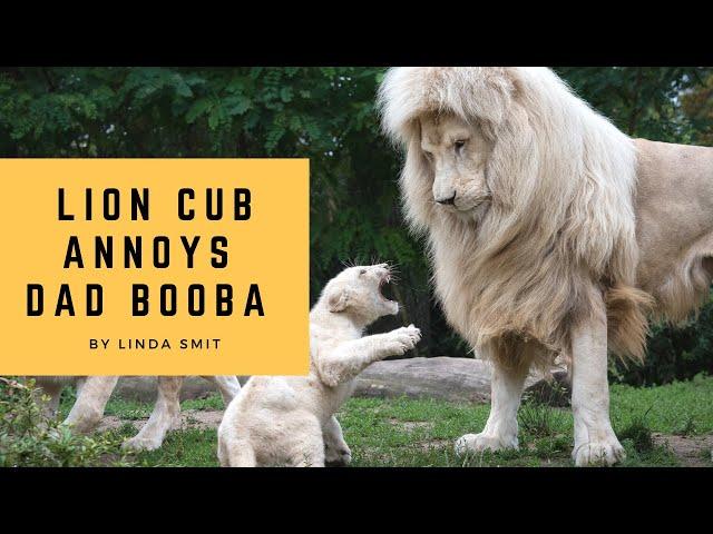 Life at the zoo | Lion cub annoys his dad. Cubs are taught a lesson