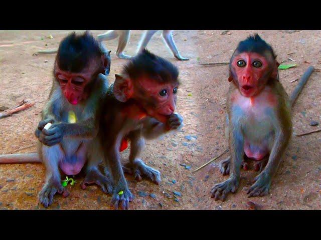 Poor Baby monkey was abandoned , living in group of monkeys, very smart, Ask to beg for food hungry