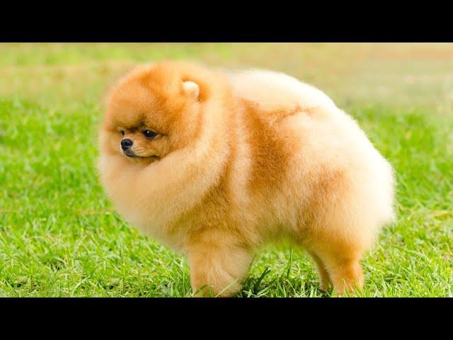 Pomeranian Summer Fun Splashing in the Pool