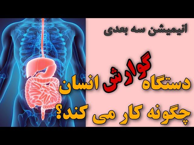 دستگاه گوارش انسان چگونه کار می کند؟