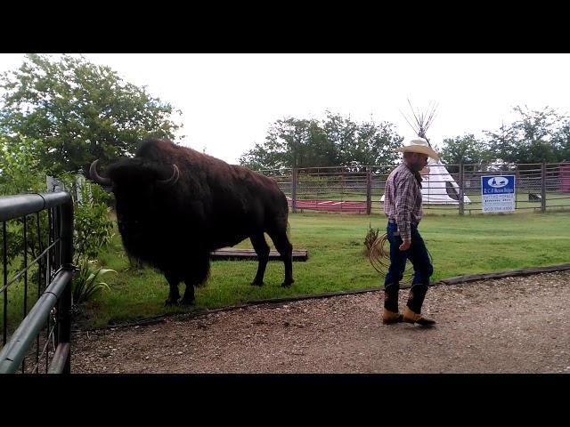 CowBoy uses Bison as a Roping Rack