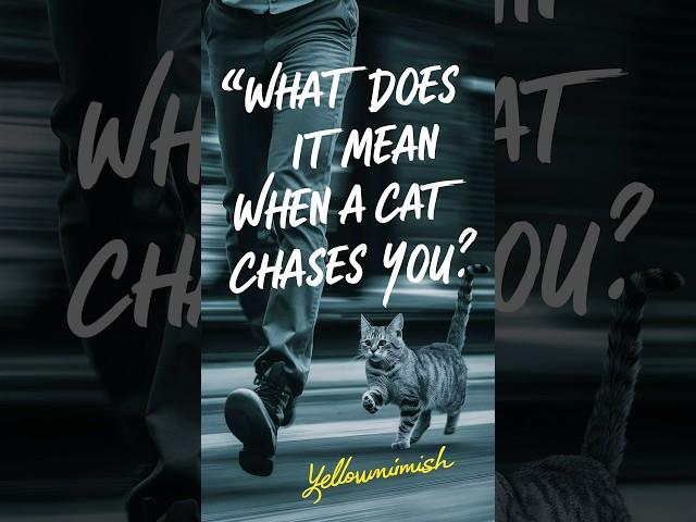 cat playing | Should I let my cat chase me #cat #cats #funnyanimals @Feline frenzy