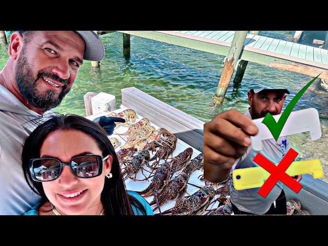 mini season de langosta 2024 fue toda una locura en los cayos de la florida captura/limpieza/cocina