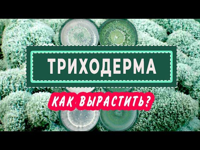 ТРИХОДЕРМА Как вырастить и как использовать?