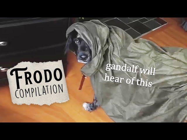 The ULTIMATE Frodo (aka my dog, lol) Compilation