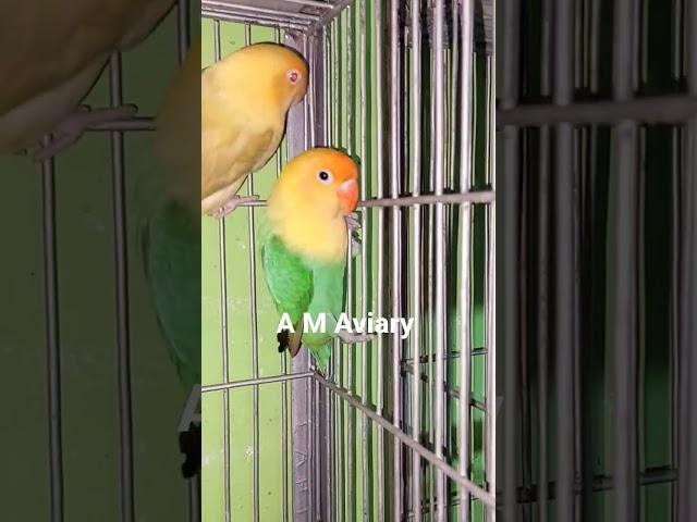 1.0 Parblue opaline split palefallow 0.1 Violet parblue opaline palefallow #breedingpair #birds