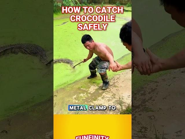 How to Catch a Crocodile in Seconds! 