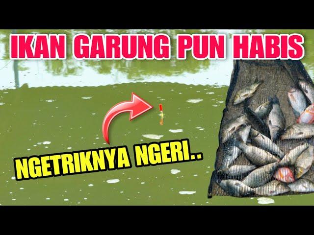 Luar Biasa..!! Pake Umpan Murah Ikan Diempang Terkuras Habis