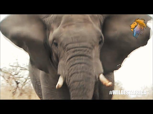 Epic Elephant Attacks and Chases Compilation | Kruger Park Sightings | Amazing Animal Videos