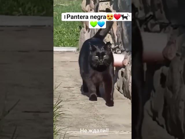 Uma GATA‍⬛🩷 #shorts #gato #pets #animais