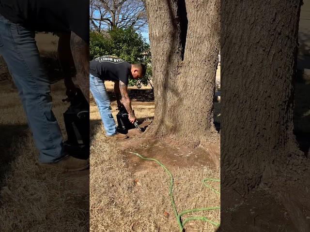 Tree Receives Life-Saving Injection! 