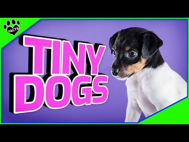 Top 10 Small Dogs That Stay Small Forever- Smallest Dog Breeds - Dogs 101