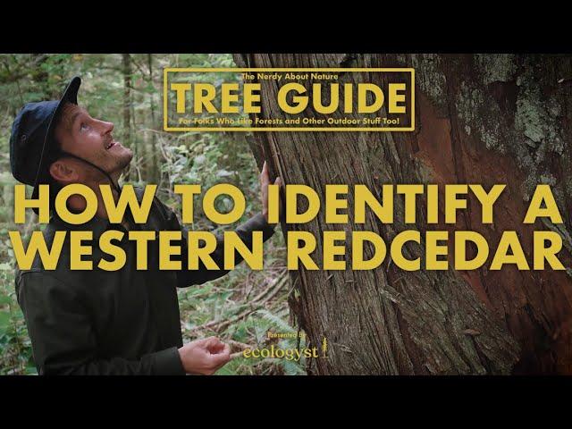 Western Redcedar - How to Identify Them!  || Nerdy About Nature Tree Guide